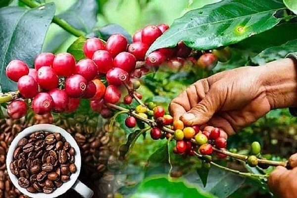 Vietnam loses its position as leading coffee supplier to Thailand